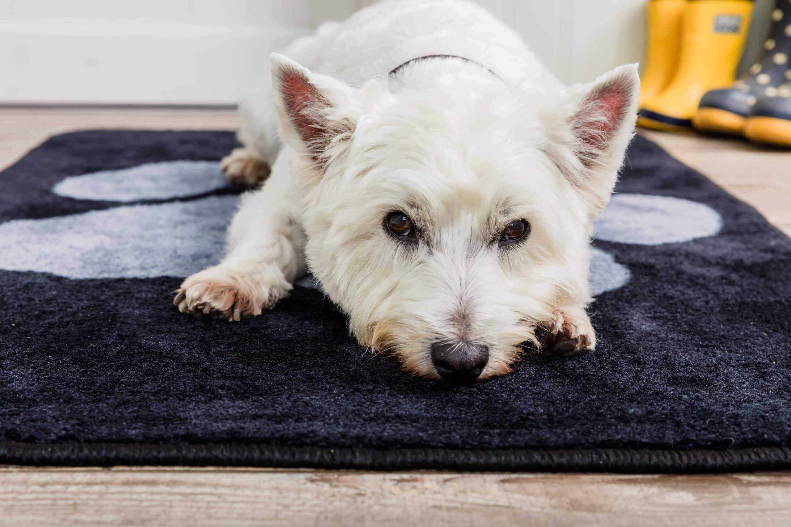 Stop Muddy Paws - Black - Image 7