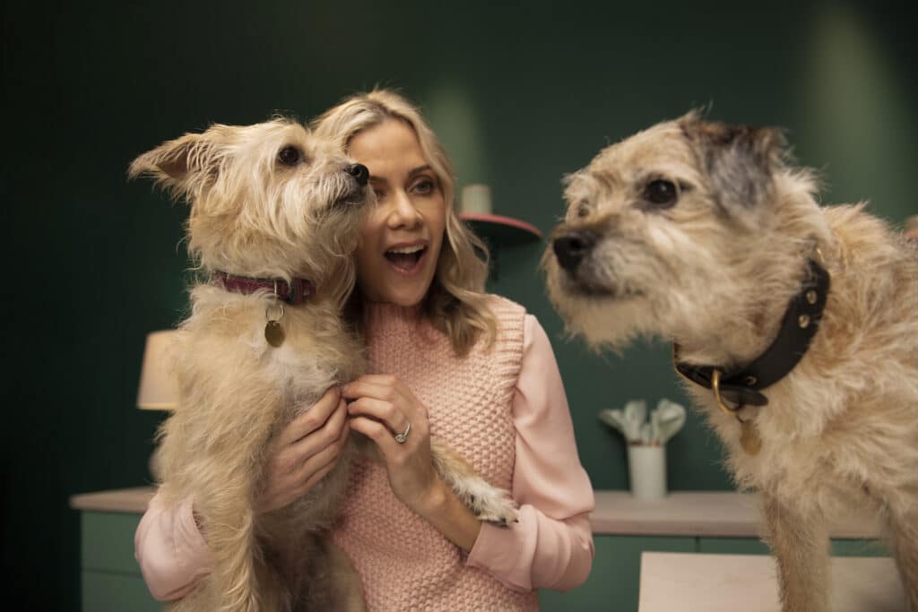 2 dog with collars
