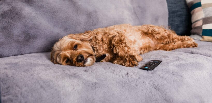 Faux Fur Sofa and Car Seat Covers