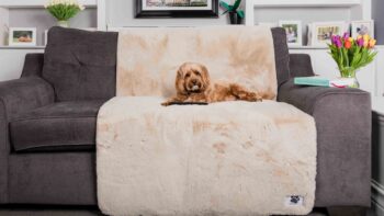 Sofa Protection