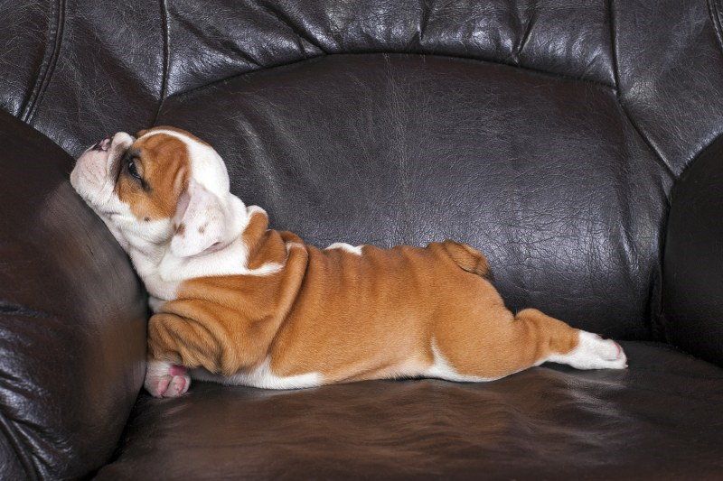 Dog drooling