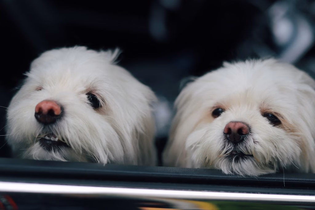 Dogs in back of car