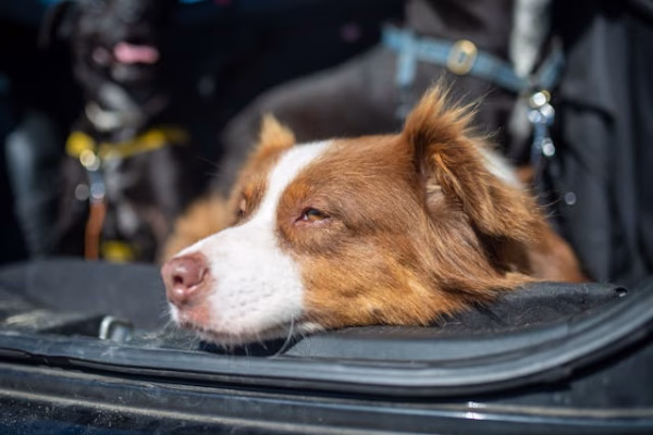 Brown and white dog laying down in the boot of a car.