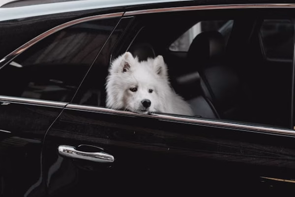 white dog sitting in the back of a car with its head out the window.